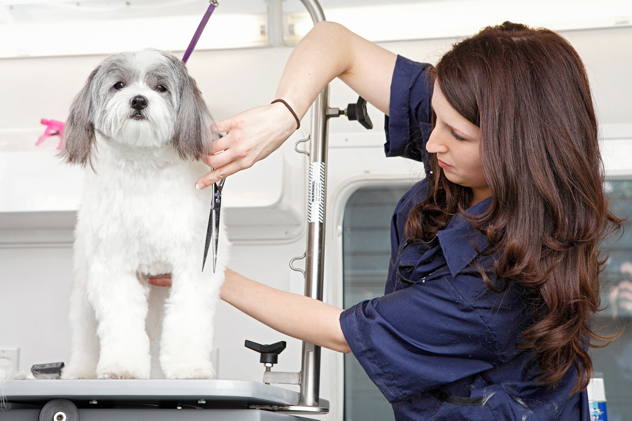 How to Prepare Your Puppy for the Groomer Woofie #39 s Pet Sitters Dog