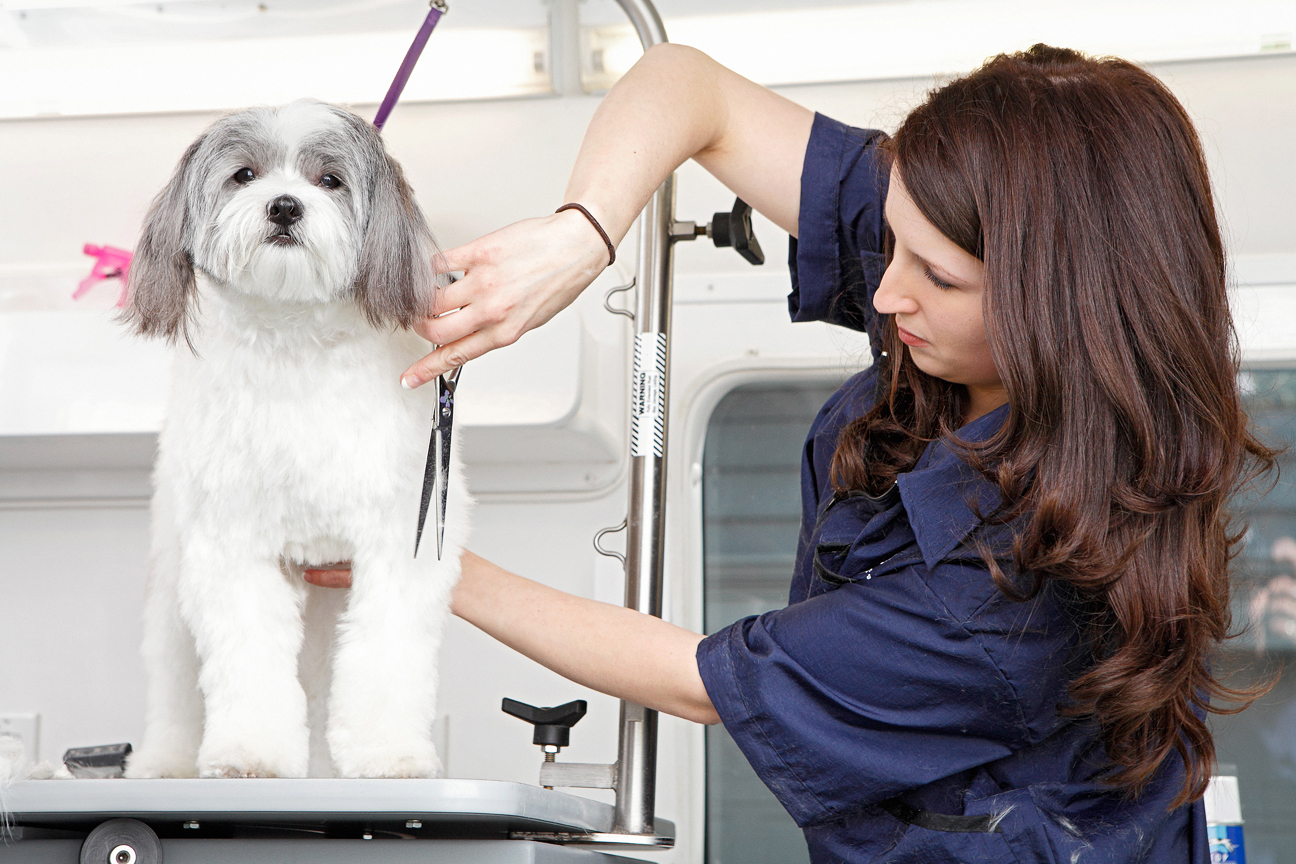 How To Prepare Your Puppy For The Groomer Woofie s Pet Sitters Dog 